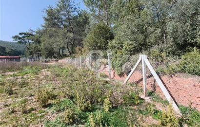 COLDWELL BANKER POYRAZ'DAN YENİ KÖYDE DOĞA İLE İÇ İÇE 250 M² TARLA