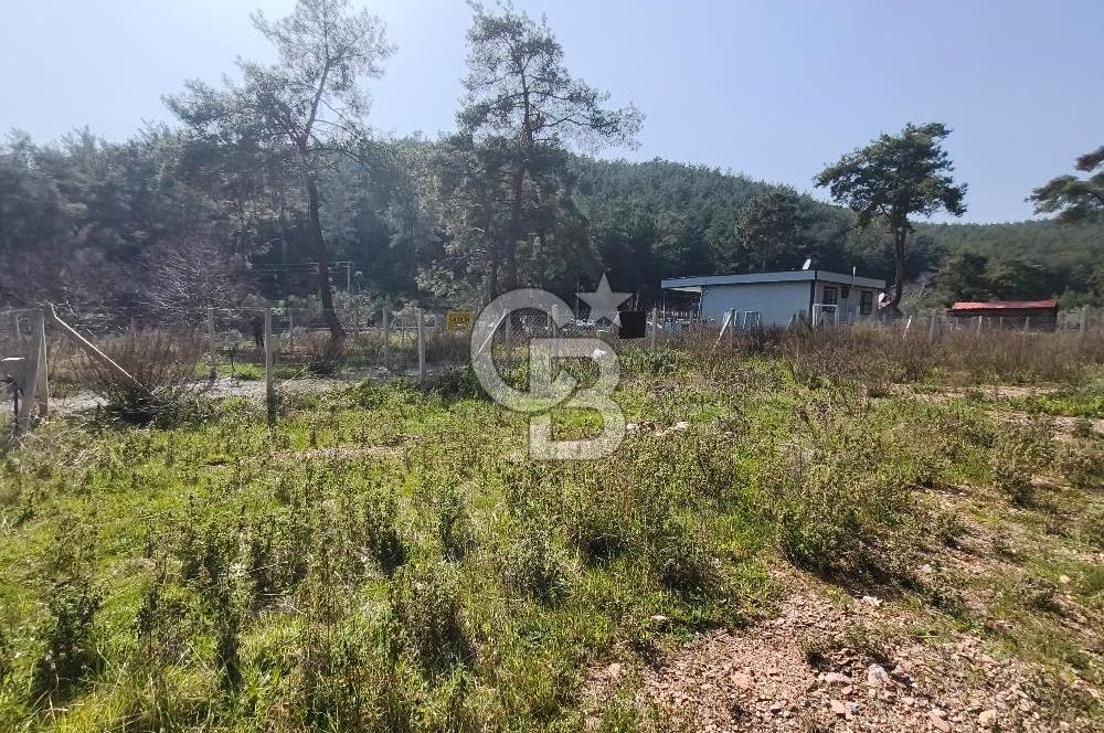 COLDWELL BANKER POYRAZ'DAN YENİ KÖYDE DOĞA İLE İÇ İÇE 250 M² TARLA