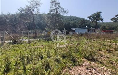 COLDWELL BANKER POYRAZ'DAN YENİ KÖYDE DOĞA İLE İÇ İÇE 250 M² TARLA