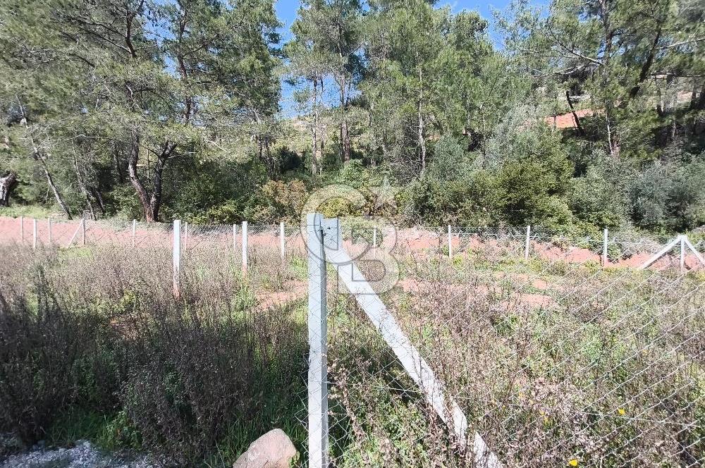 COLDWELL BANKER POYRAZ'DAN YENİ KÖYDE DOĞA İLE İÇ İÇE 250 M² TARLA