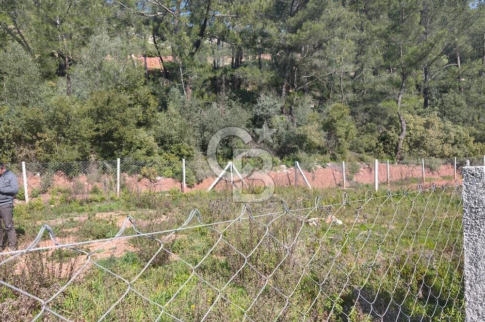 COLDWELL BANKER POYRAZ'DAN YENİ KÖYDE DOĞA İLE İÇ İÇE 250 M² TARLA