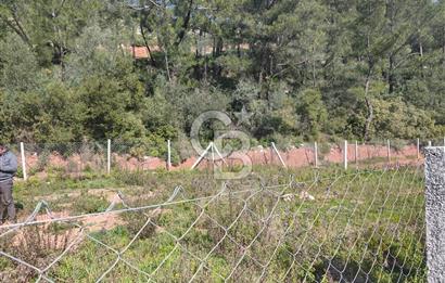 COLDWELL BANKER POYRAZ'DAN YENİ KÖYDE DOĞA İLE İÇ İÇE 250 M² TARLA