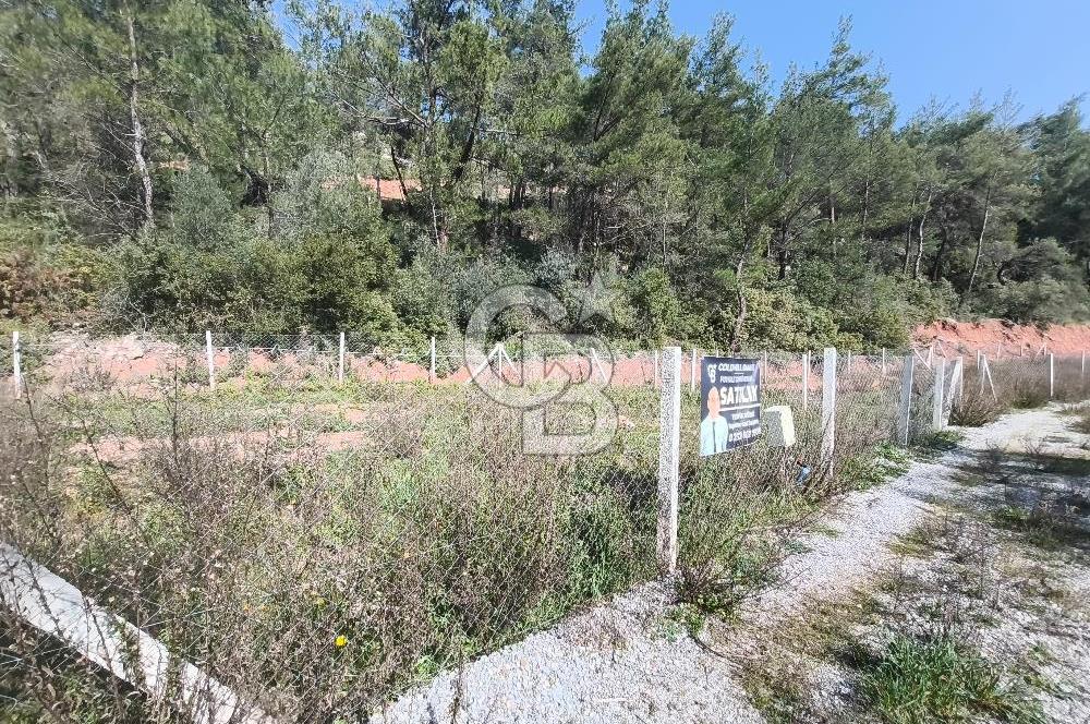 COLDWELL BANKER POYRAZ'DAN YENİ KÖYDE DOĞA İLE İÇ İÇE 250 M² TARLA