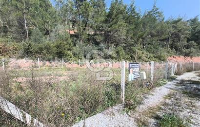 COLDWELL BANKER POYRAZ'DAN YENİ KÖYDE DOĞA İLE İÇ İÇE 250 M² TARLA