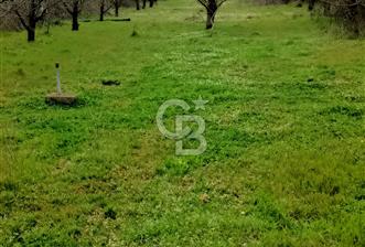 CB LEADER DAN SATILIK YOL KENARINDA TARLA - 1 - 340346