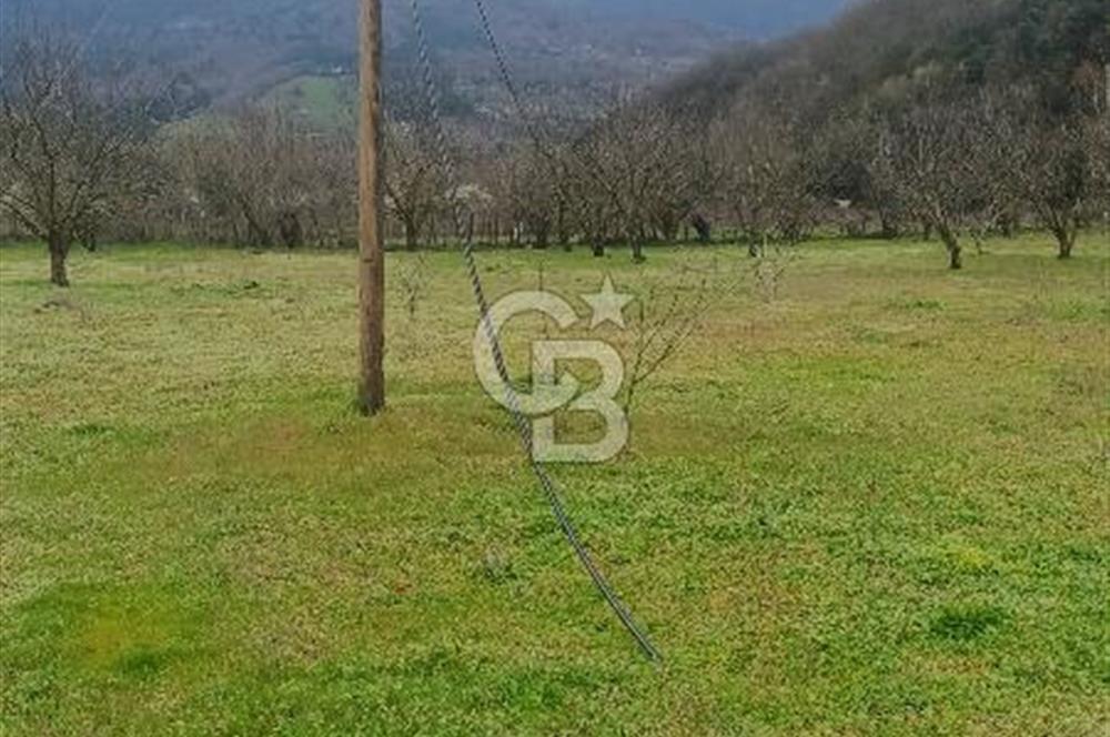 CB LEADER DAN SATILIK YOL KENARINDA TARLA