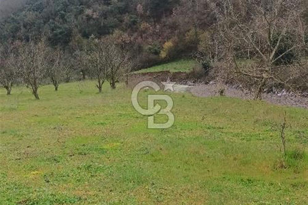 CB LEADER DAN SATILIK YOL KENARINDA TARLA