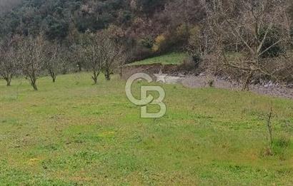 CB LEADER DAN SATILIK YOL KENARINDA TARLA