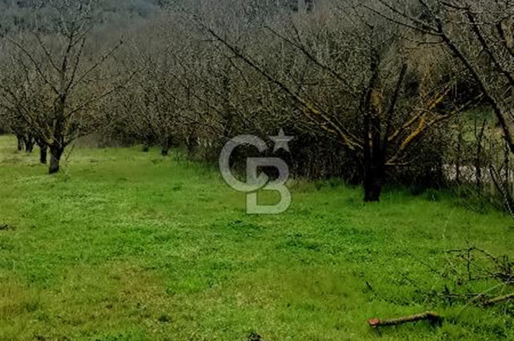 CB LEADER DAN SATILIK YOL KENARINDA TARLA