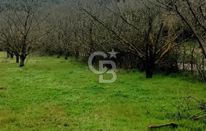 CB LEADER DAN SATILIK YOL KENARINDA TARLA