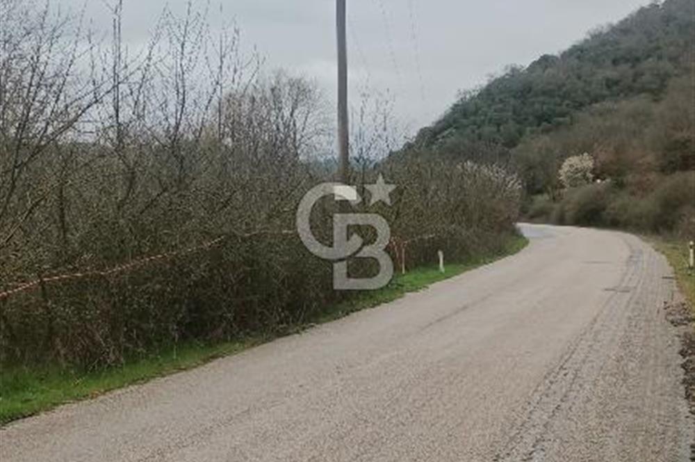 CB LEADER DAN SATILIK YOL KENARINDA TARLA