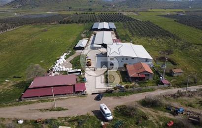 COLDWELL BANKER POYRAZ'DAN FIRSAT FİYATINA ACİL SATILIK ÇİFTLİK