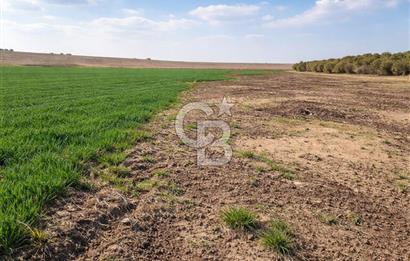 ANKARA POLATLI ŞIHALİ MAHALLESİNDE SATILIK 70 DÖNÜM TARLA