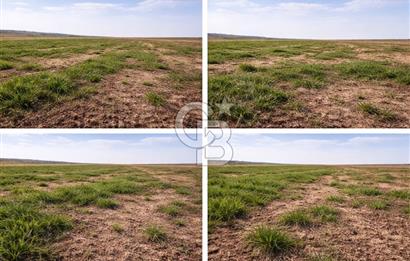 ANKARA POLATLI ŞIHALİ MAHALLESİNDE SATILIK 70 DÖNÜM TARLA