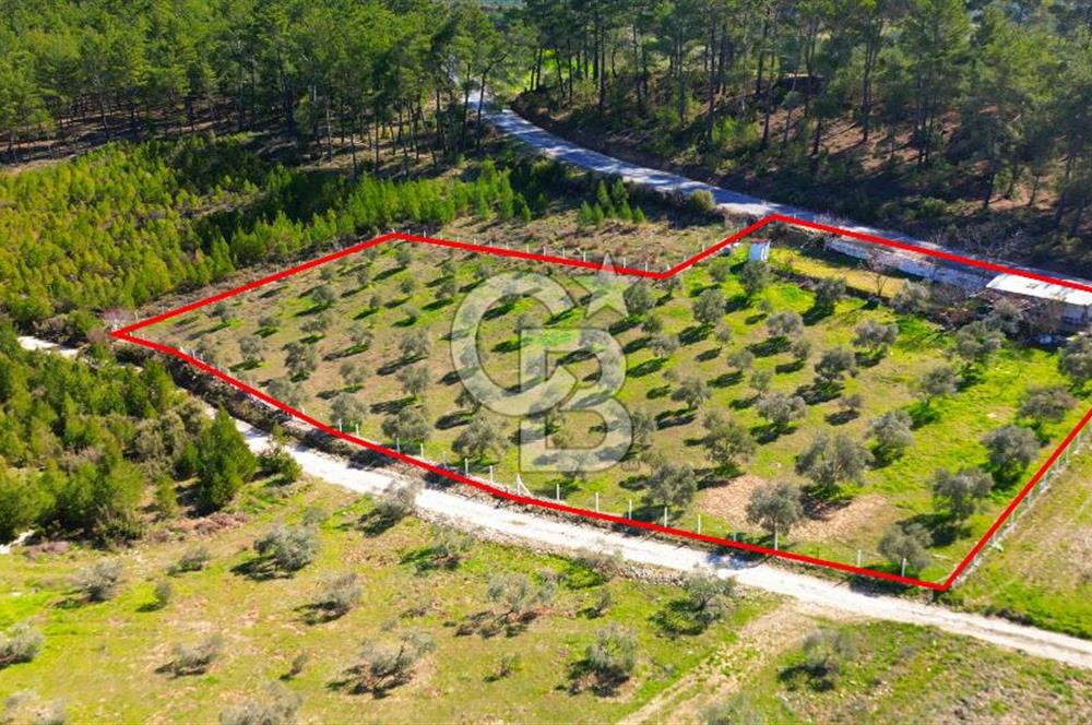 YATAĞAN ŞEREF'TE SATILIK HOBİ BAHÇESİ - ZEYTİNLİ TARLA