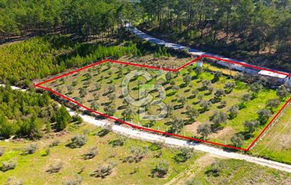 YATAĞAN ŞEREF'TE SATILIK HOBİ BAHÇESİ - ZEYTİNLİ TARLA