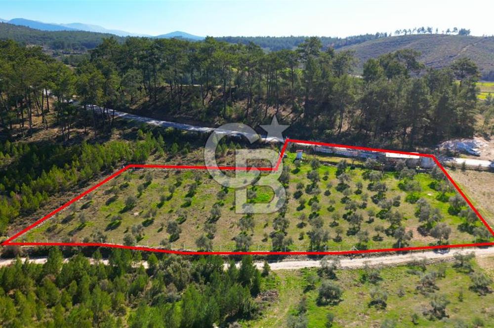 YATAĞAN ŞEREF'TE SATILIK HOBİ BAHÇESİ - ZEYTİNLİ TARLA