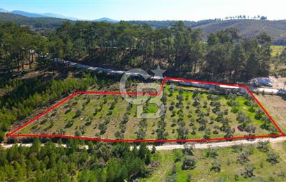 YATAĞAN ŞEREF'TE SATILIK HOBİ BAHÇESİ - ZEYTİNLİ TARLA