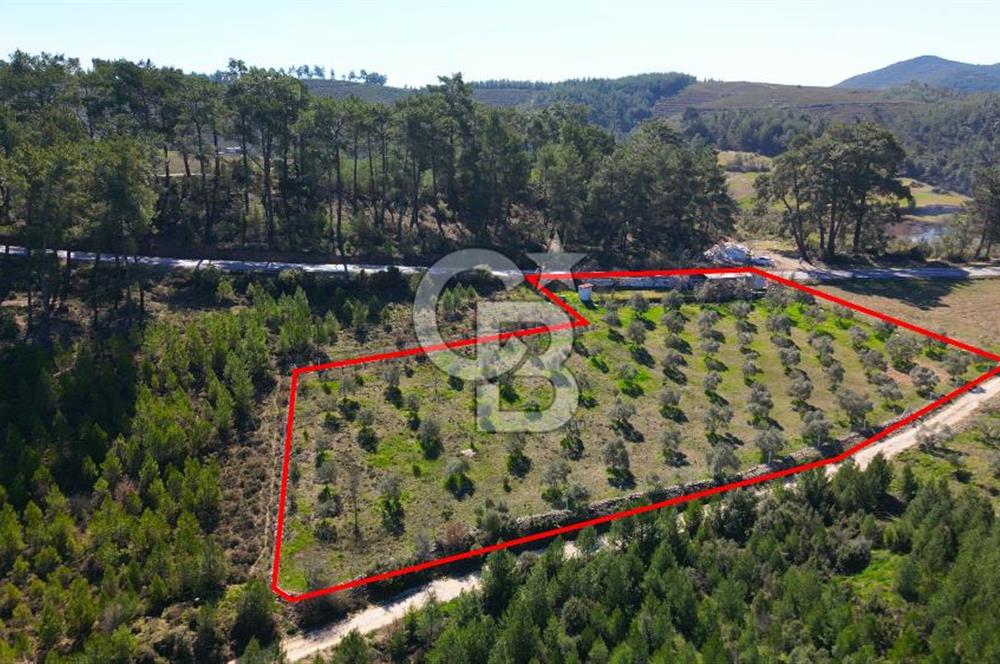 YATAĞAN ŞEREF'TE SATILIK HOBİ BAHÇESİ - ZEYTİNLİ TARLA