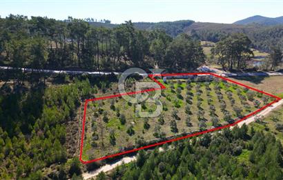 YATAĞAN ŞEREF'TE SATILIK HOBİ BAHÇESİ - ZEYTİNLİ TARLA