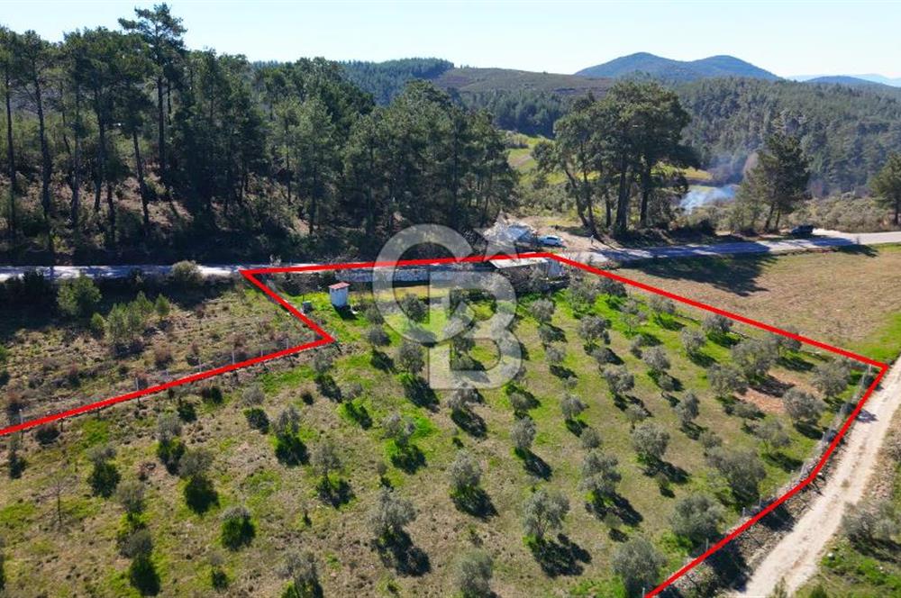 YATAĞAN ŞEREF'TE SATILIK HOBİ BAHÇESİ - ZEYTİNLİ TARLA