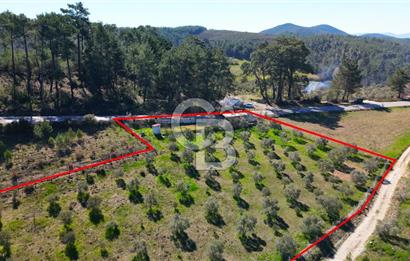 YATAĞAN ŞEREF'TE SATILIK HOBİ BAHÇESİ - ZEYTİNLİ TARLA