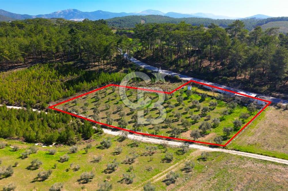 YATAĞAN ŞEREF'TE SATILIK HOBİ BAHÇESİ - ZEYTİNLİ TARLA