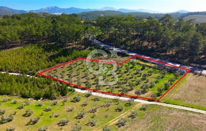 YATAĞAN ŞEREF'TE SATILIK HOBİ BAHÇESİ - ZEYTİNLİ TARLA