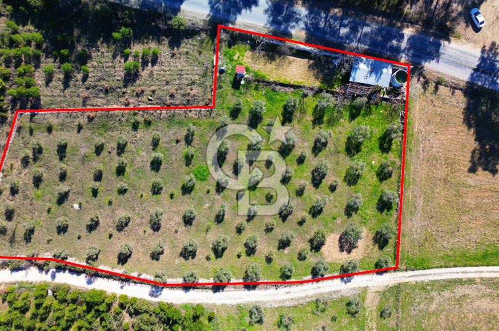 YATAĞAN ŞEREF'TE SATILIK HOBİ BAHÇESİ - ZEYTİNLİ TARLA