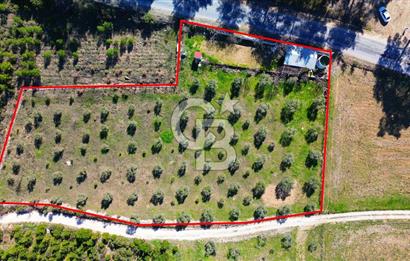 YATAĞAN ŞEREF'TE SATILIK HOBİ BAHÇESİ - ZEYTİNLİ TARLA