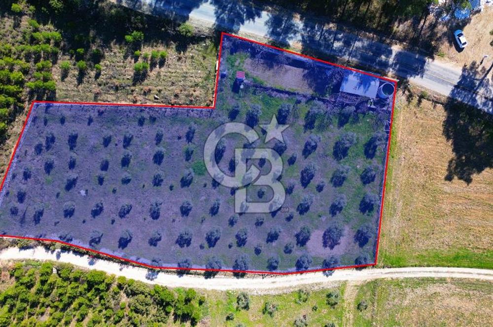 YATAĞAN ŞEREF'TE SATILIK HOBİ BAHÇESİ - ZEYTİNLİ TARLA