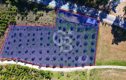 YATAĞAN ŞEREF'TE SATILIK HOBİ BAHÇESİ - ZEYTİNLİ TARLA