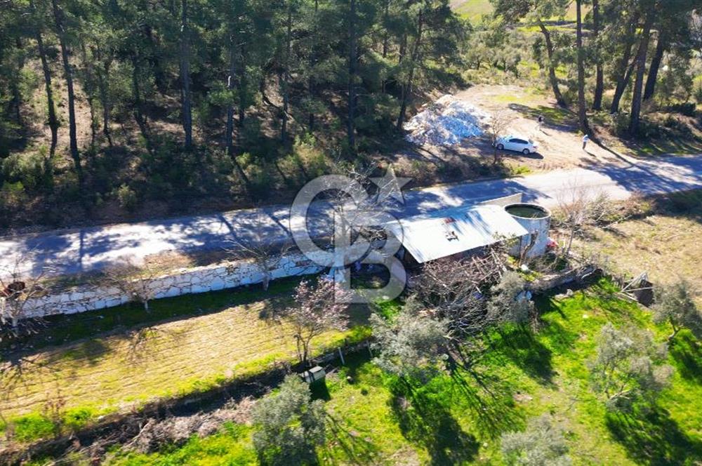 YATAĞAN ŞEREF'TE SATILIK HOBİ BAHÇESİ - ZEYTİNLİ TARLA