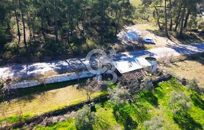 YATAĞAN ŞEREF'TE SATILIK HOBİ BAHÇESİ - ZEYTİNLİ TARLA