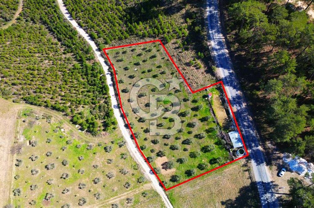 YATAĞAN ŞEREF'TE SATILIK HOBİ BAHÇESİ - ZEYTİNLİ TARLA