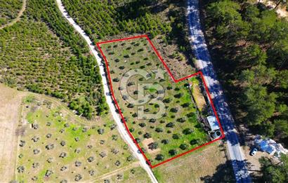 YATAĞAN ŞEREF'TE SATILIK HOBİ BAHÇESİ - ZEYTİNLİ TARLA