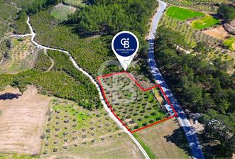 YATAĞAN ŞEREF'TE SATILIK HOBİ BAHÇESİ - ZEYTİNLİ TARLA - 1 - 339816