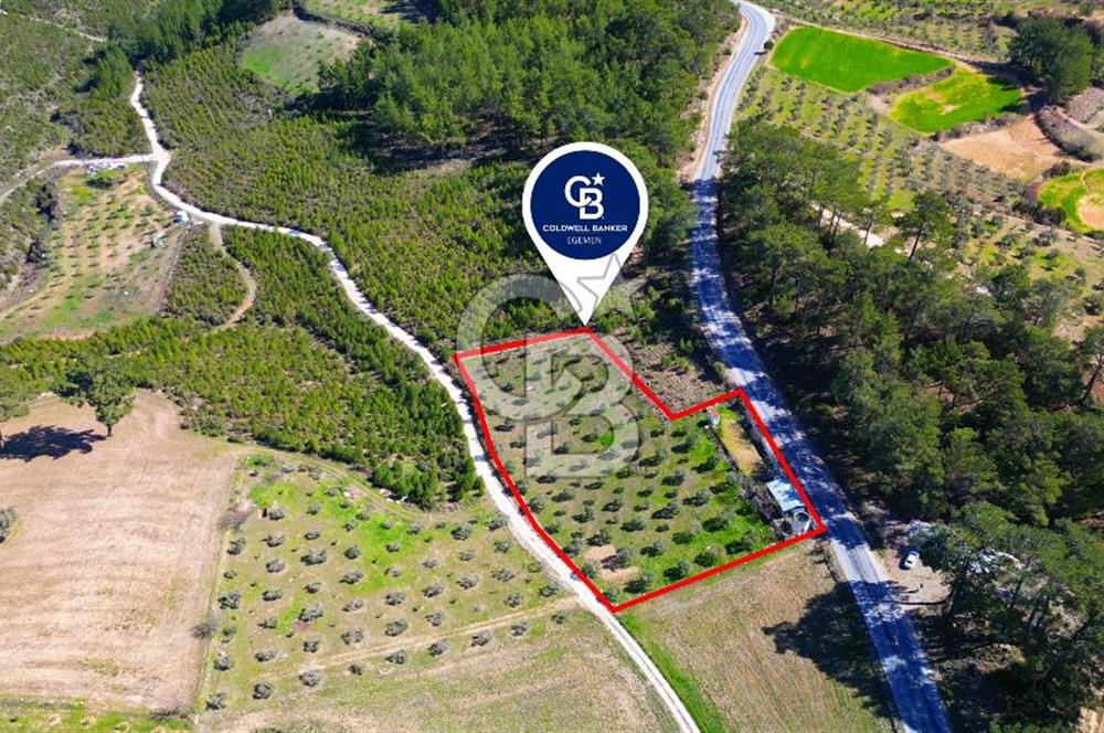 YATAĞAN ŞEREF'TE SATILIK HOBİ BAHÇESİ - ZEYTİNLİ TARLA