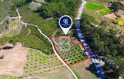 YATAĞAN ŞEREF'TE SATILIK HOBİ BAHÇESİ - ZEYTİNLİ TARLA