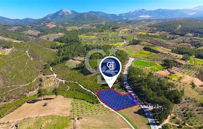 YATAĞAN ŞEREF'TE SATILIK HOBİ BAHÇESİ - ZEYTİNLİ TARLA