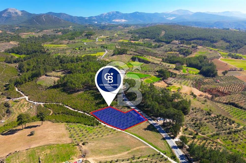 YATAĞAN ŞEREF'TE SATILIK HOBİ BAHÇESİ - ZEYTİNLİ TARLA