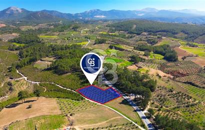 YATAĞAN ŞEREF'TE SATILIK HOBİ BAHÇESİ - ZEYTİNLİ TARLA