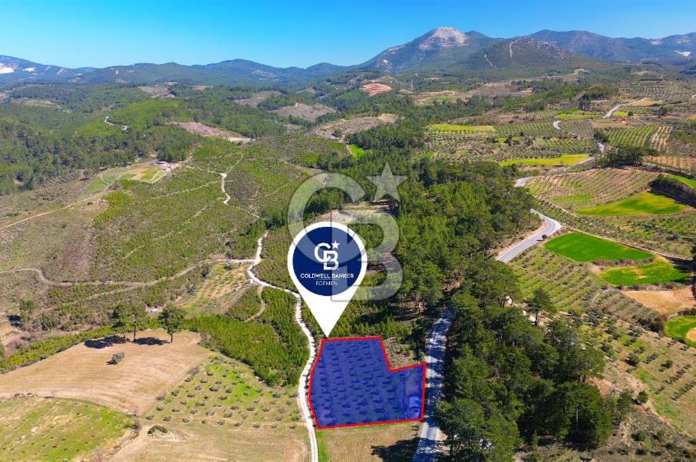 YATAĞAN ŞEREF'TE SATILIK HOBİ BAHÇESİ - ZEYTİNLİ TARLA