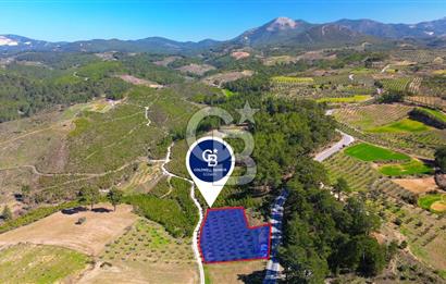 YATAĞAN ŞEREF'TE SATILIK HOBİ BAHÇESİ - ZEYTİNLİ TARLA