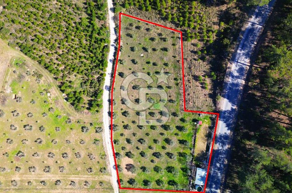 YATAĞAN ŞEREF'TE SATILIK HOBİ BAHÇESİ - ZEYTİNLİ TARLA