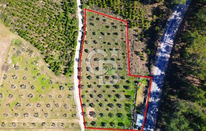 YATAĞAN ŞEREF'TE SATILIK HOBİ BAHÇESİ - ZEYTİNLİ TARLA