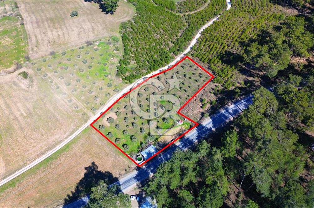 YATAĞAN ŞEREF'TE SATILIK HOBİ BAHÇESİ - ZEYTİNLİ TARLA