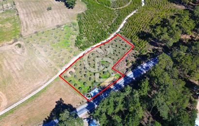 YATAĞAN ŞEREF'TE SATILIK HOBİ BAHÇESİ - ZEYTİNLİ TARLA