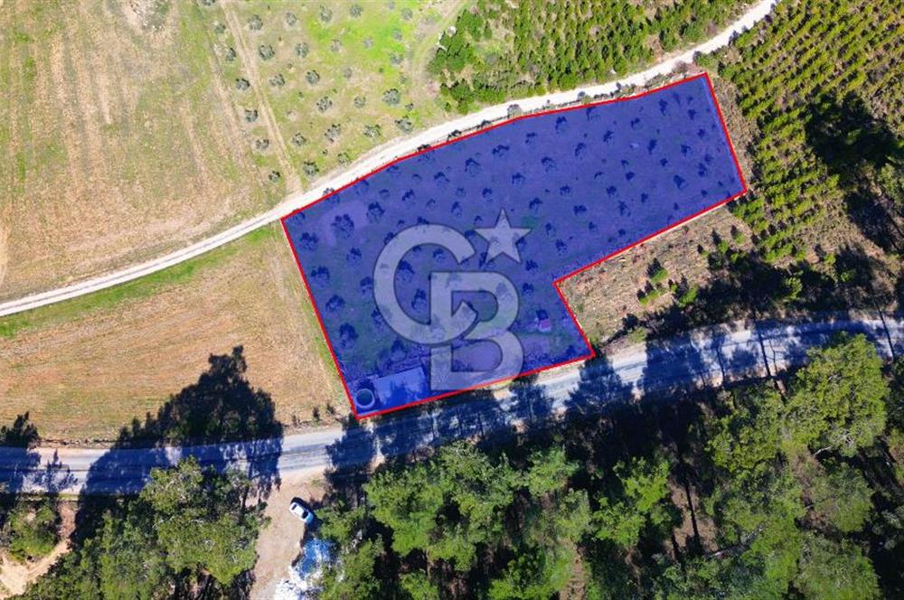 YATAĞAN ŞEREF'TE SATILIK HOBİ BAHÇESİ - ZEYTİNLİ TARLA