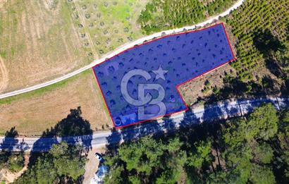 YATAĞAN ŞEREF'TE SATILIK HOBİ BAHÇESİ - ZEYTİNLİ TARLA